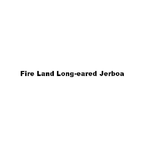 FIRE LAND LONG-EARED JERBOA