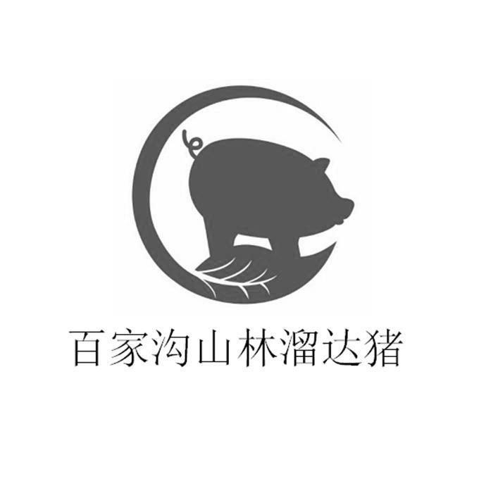 百家沟山林溜达猪