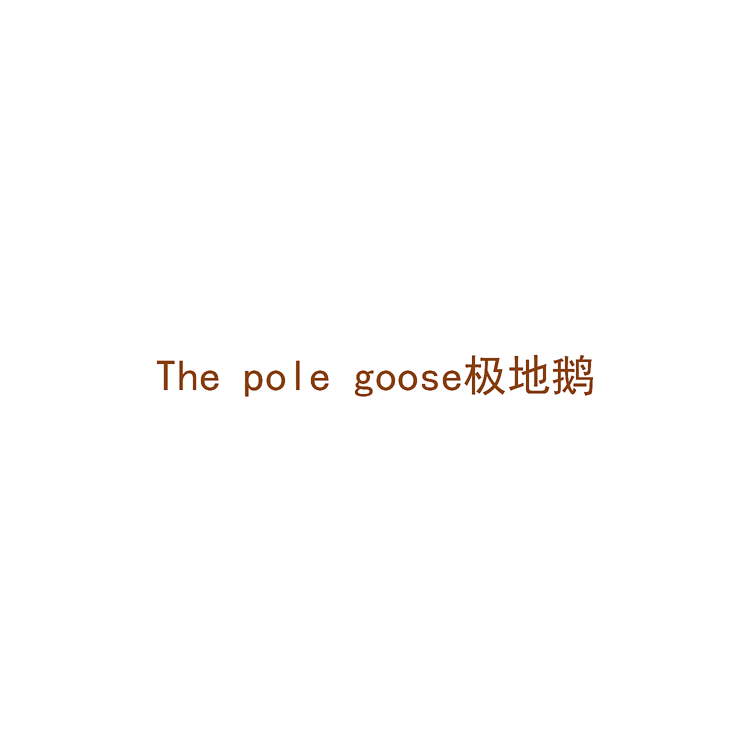THE POLE GOOSE 极地鹅